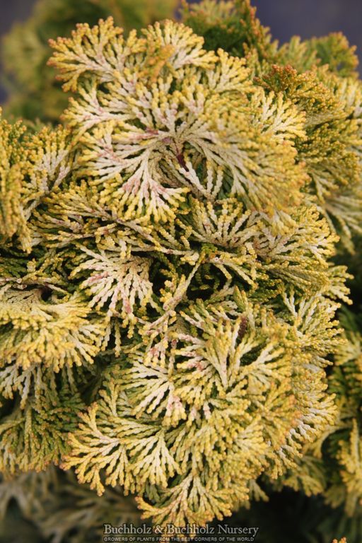 Chamaecyparis obtusa 'Nana lutea' Dwarf Hinoki Cypress