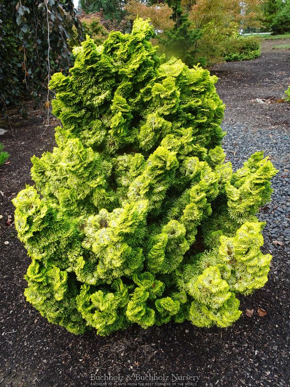 Chamaecyparis obtusa 'Nana lutea' Dwarf Hinoki Cypress