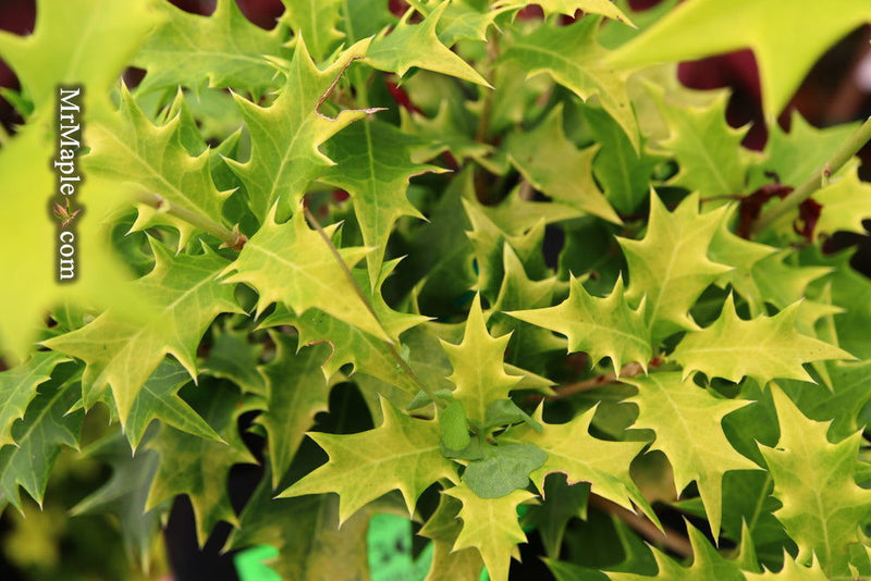 Osmanthus heterophyllus 'Ogon' Yellow Fragrant Tea Olive