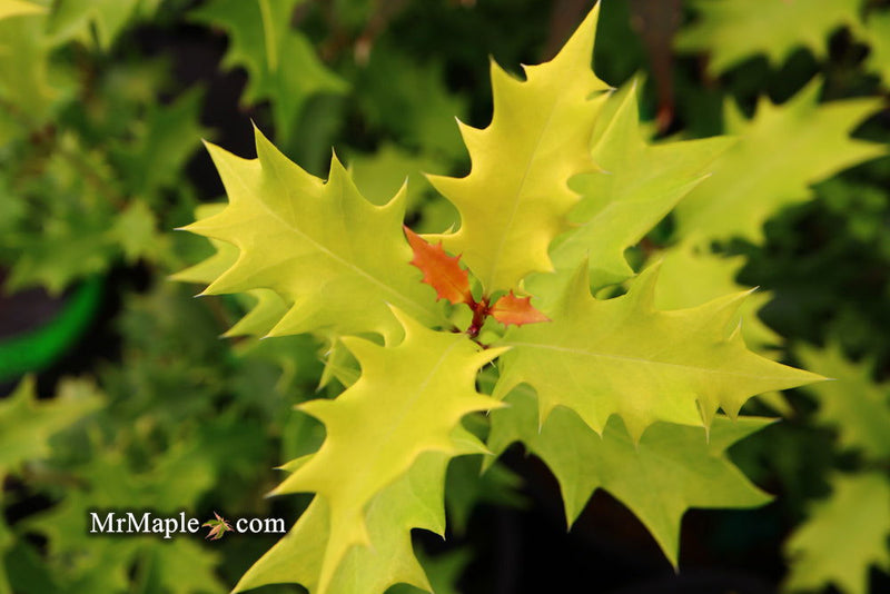 Osmanthus heterophyllus 'Ogon' Yellow Fragrant Tea Olive