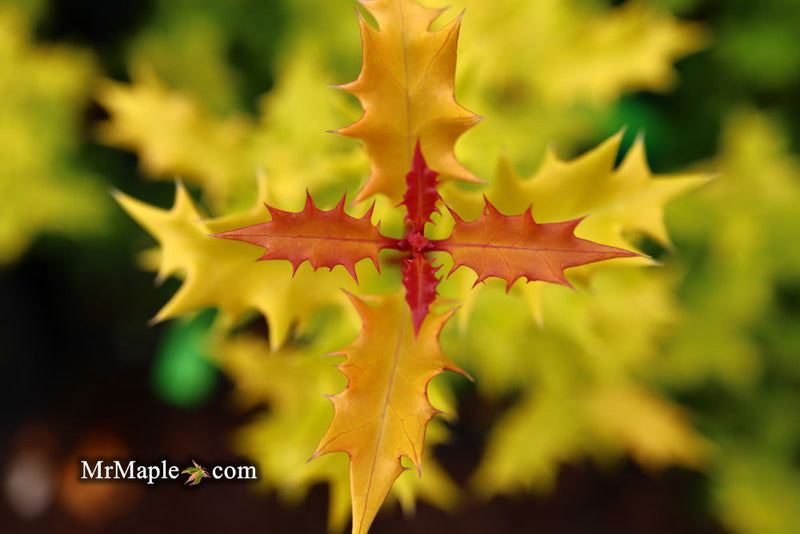 Osmanthus heterophyllus 'Ogon' Yellow Fragrant Tea Olive