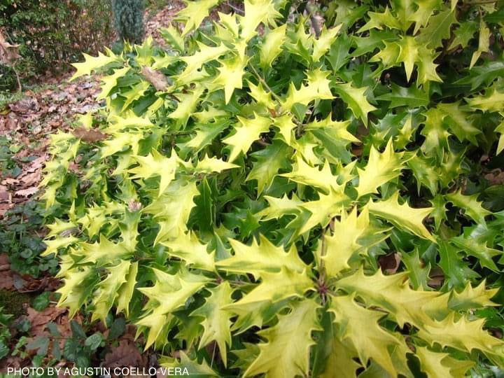 Osmanthus heterophyllus 'Ogon' Yellow Fragrant Tea Olive