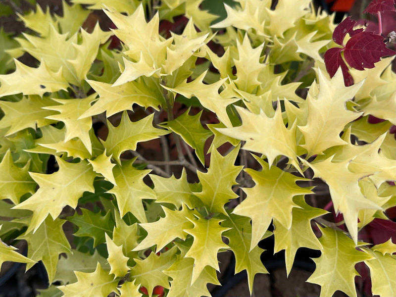 Osmanthus heterophyllus 'Ogon' Yellow Fragrant Tea Olive