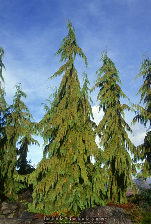 Chamaecyparis nootkatensis 'Pendula' Weeping Alaskan Cedar