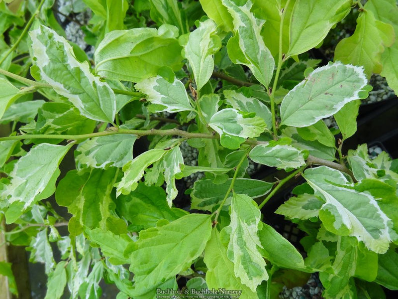 Parrotia persica 'Persian Lace' Variegated Persian Ironwood