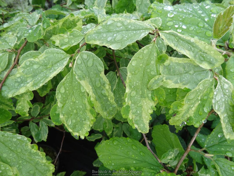 Parrotia persica 'Persian Lace' Variegated Persian Ironwood