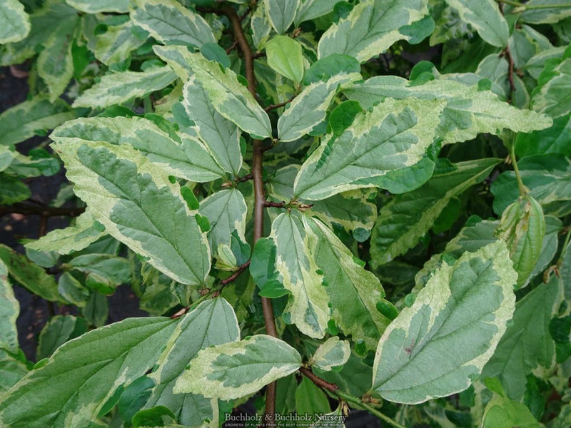 Parrotia persica 'Persian Lace' Variegated Persian Ironwood