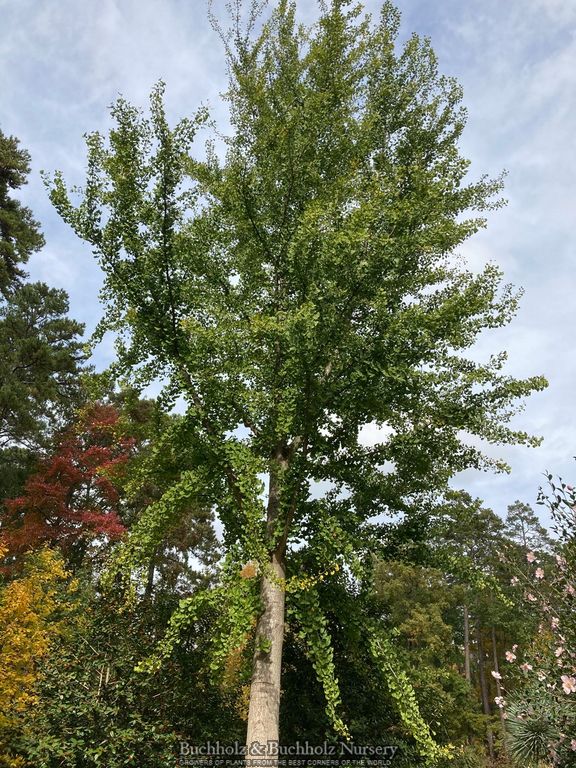 Ginkgo biloba 'Princeton Gold' Ginkgo Tree