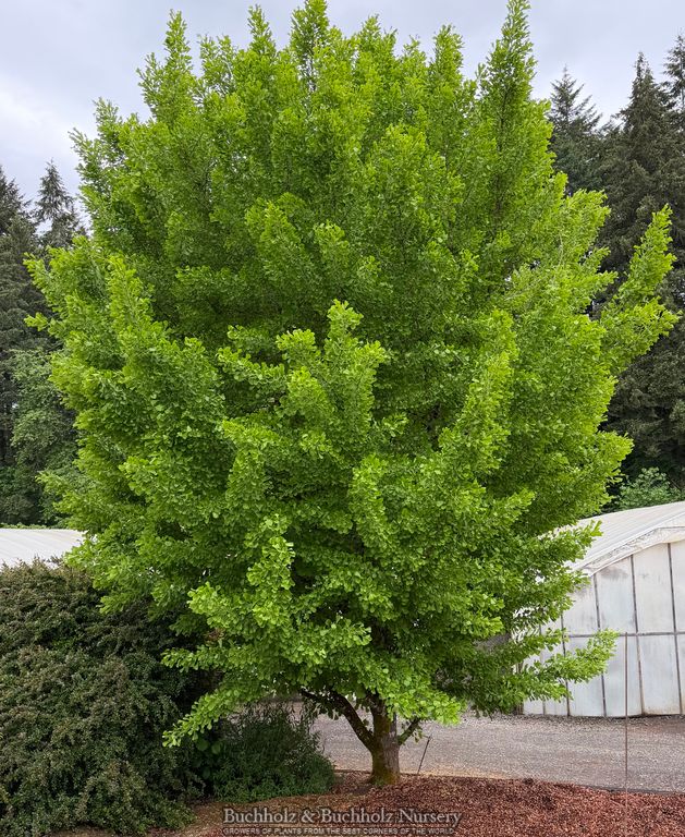 Ginkgo biloba 'Princeton Gold' Ginkgo Tree