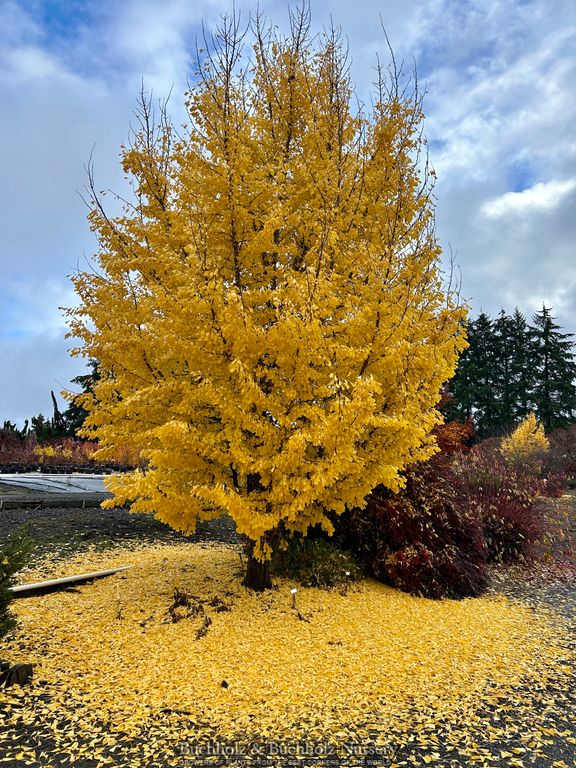 Ginkgo biloba 'Princeton Gold' Ginkgo Tree