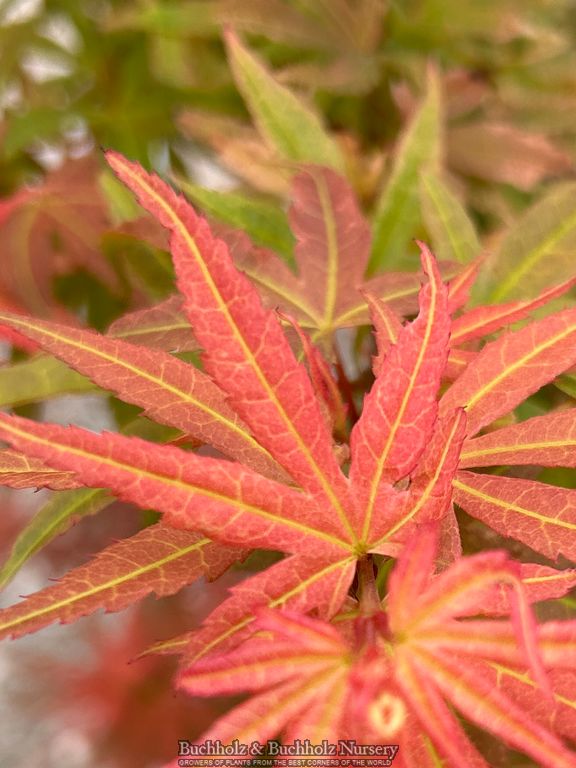 Acer palmatum 'Red Panda' Japanese Maple