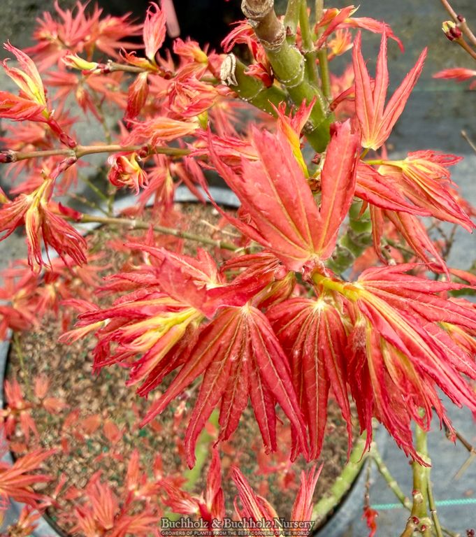 Acer palmatum 'Red Panda' Japanese Maple