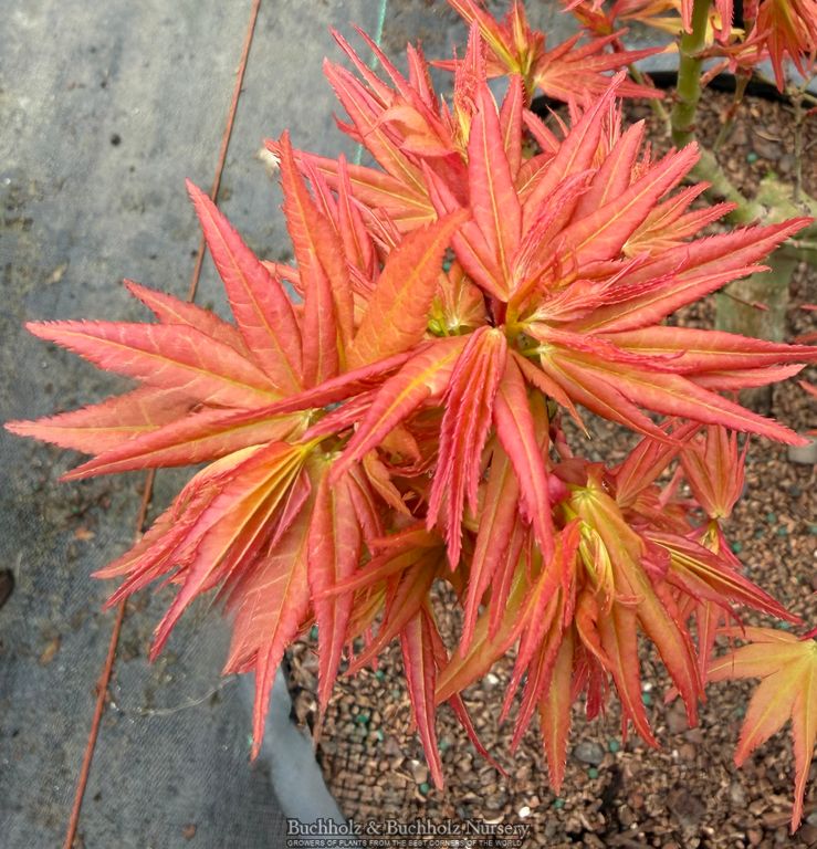 Acer palmatum 'Red Panda' Japanese Maple