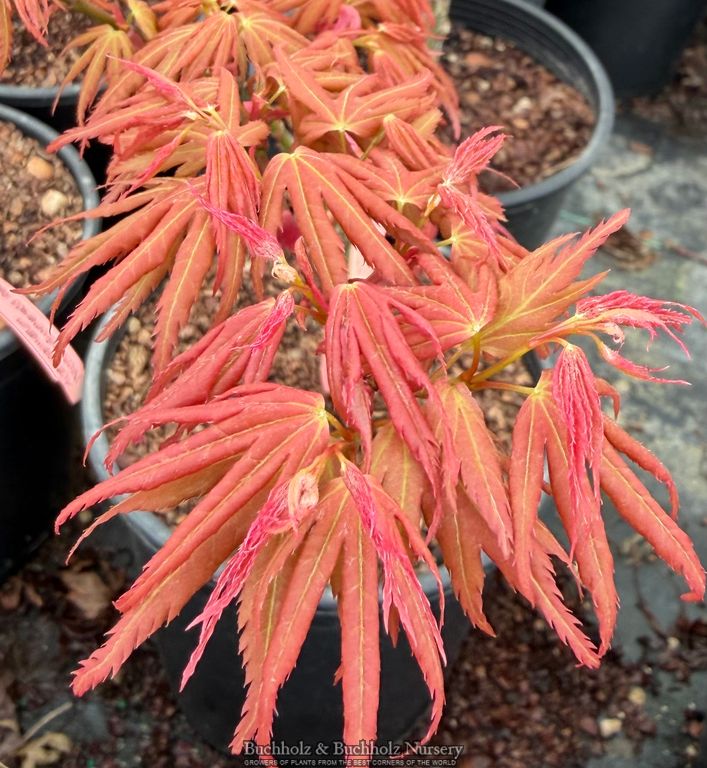 Acer palmatum 'Red Panda' Japanese Maple