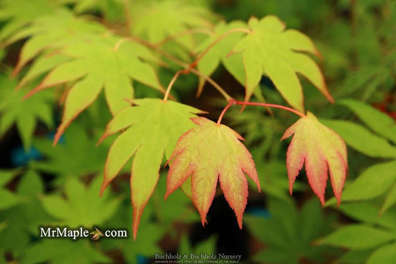 Acer palmatum 'Rikuzen shidare' Weeping Japanese Maple