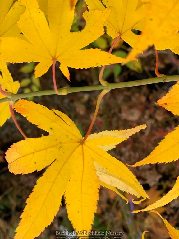 Acer palmatum 'Rikuzen shidare' Weeping Japanese Maple
