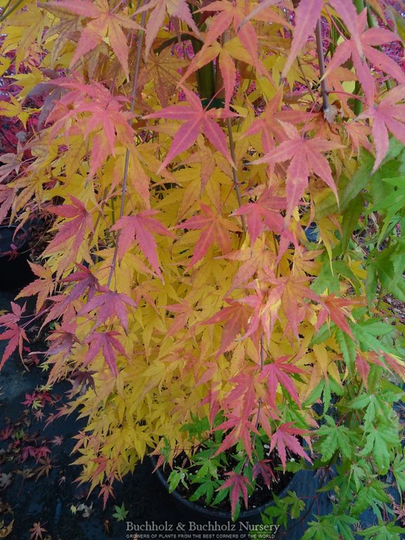 Acer palmatum 'Ryusen' Weeping Japanese Maple