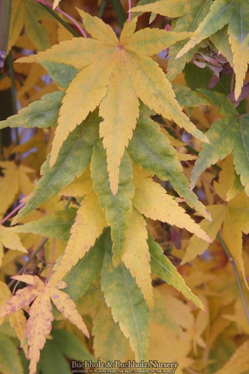 Acer palmatum 'Ryusen' Weeping Japanese Maple