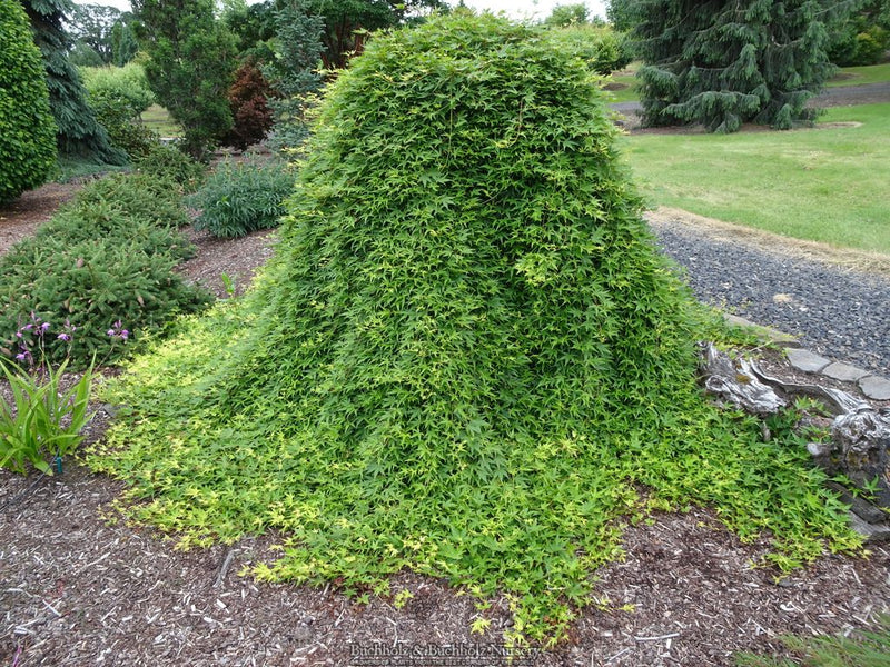 Acer palmatum 'Ryusen' Weeping Japanese Maple