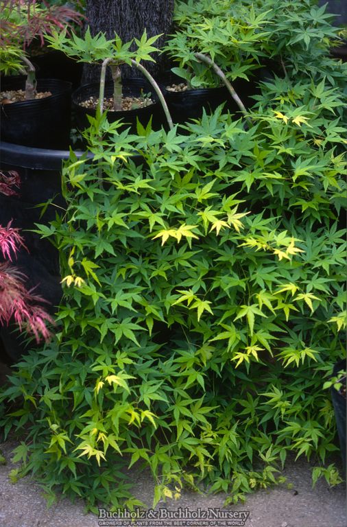 Acer palmatum 'Ryusen' Weeping Japanese Maple