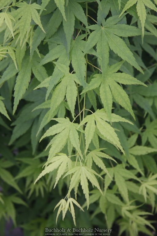 Acer palmatum 'Ryusen' Weeping Japanese Maple