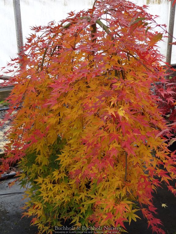 Acer palmatum 'Ryusen' Weeping Japanese Maple