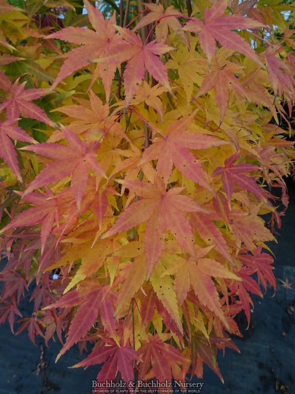 Acer palmatum 'Ryusen' Weeping Japanese Maple