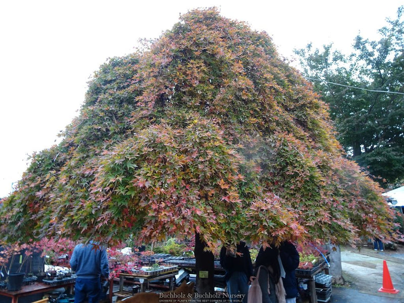 Acer palmatum 'Ryusen' Weeping Japanese Maple