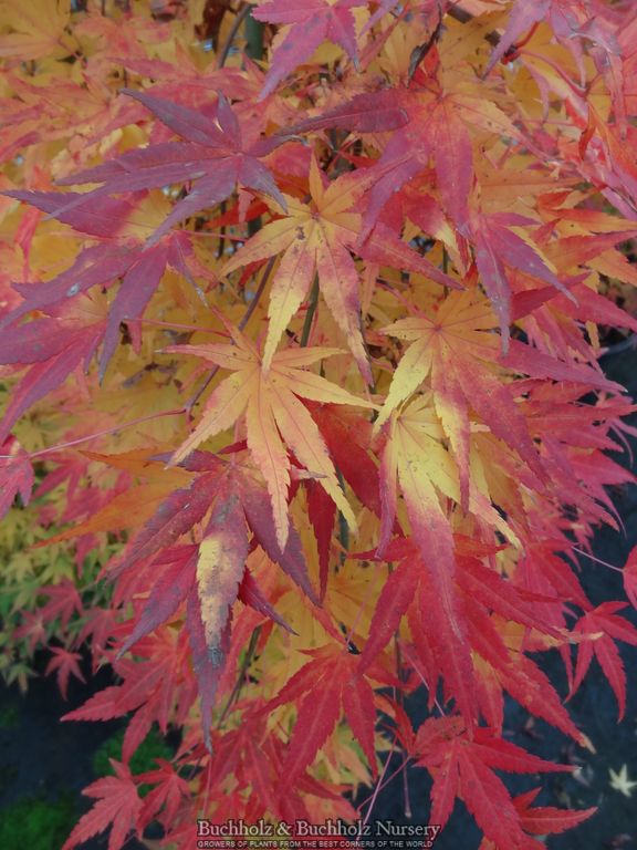 Acer palmatum 'Ryusen' Weeping Japanese Maple