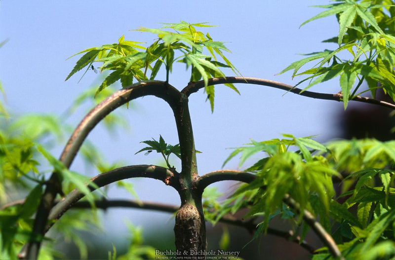 Acer palmatum 'Ryusen' Weeping Japanese Maple