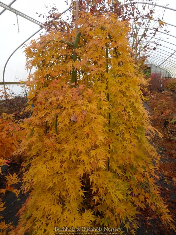 Acer palmatum 'Ryusen' Weeping Japanese Maple
