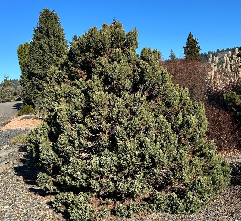 Sequoiadendron giganteum 'Little Stan' Dwarf Redwood