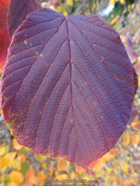 Corylopsis sinensis 'Spring Purple' Lavender Chinese Winter Hazel