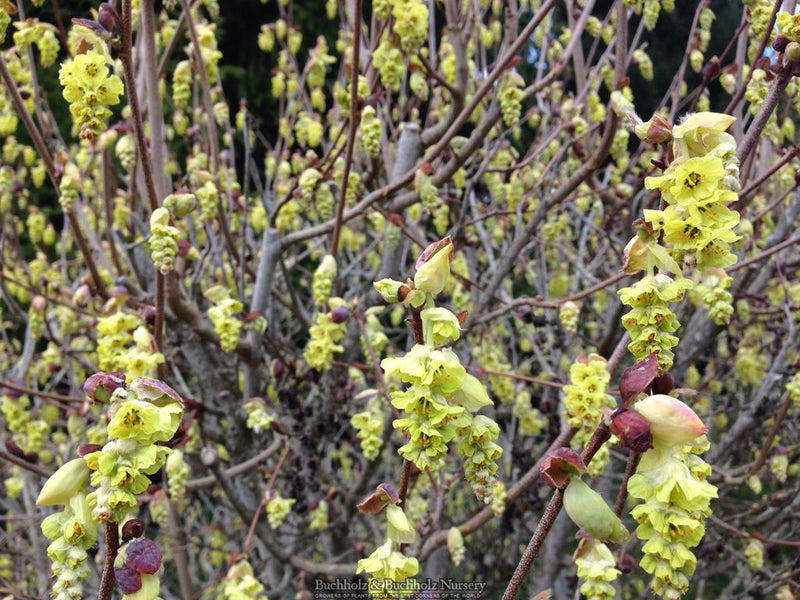 Corylopsis sinensis 'Spring Purple' Lavender Chinese Winter Hazel
