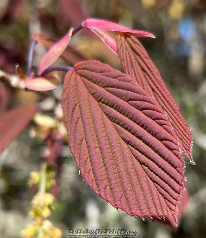 Corylopsis sinensis 'Spring Purple' Lavender Chinese Winter Hazel