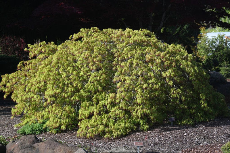 Acer palmatum 'Spring Delight' Japanese Maple