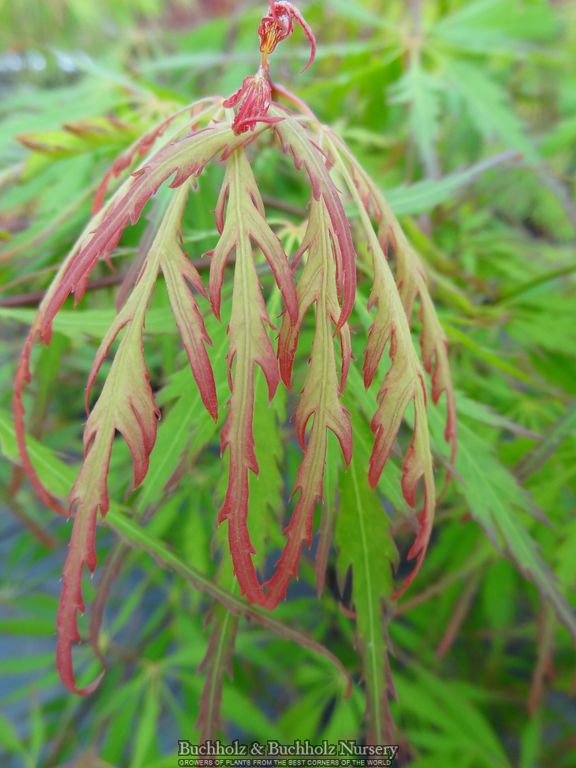 Acer palmatum 'Spring Delight' Japanese Maple