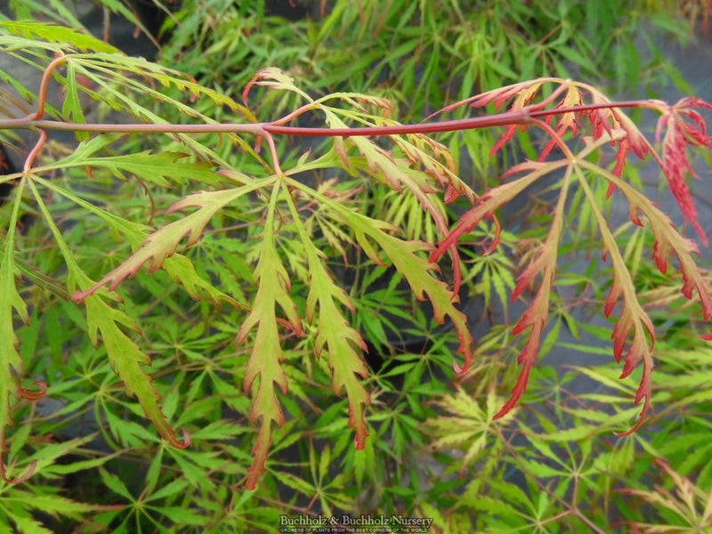 Acer palmatum 'Spring Delight' Japanese Maple