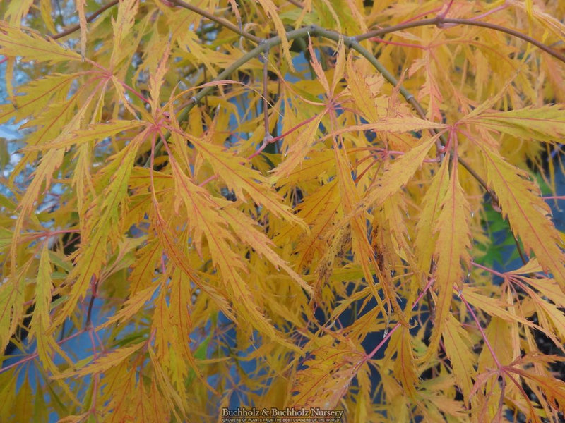Acer palmatum 'Spring Delight' Japanese Maple