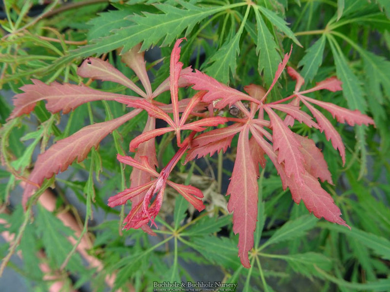 Acer palmatum 'Spring Delight' Japanese Maple