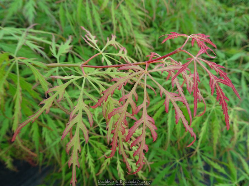 Acer palmatum 'Spring Delight' Japanese Maple