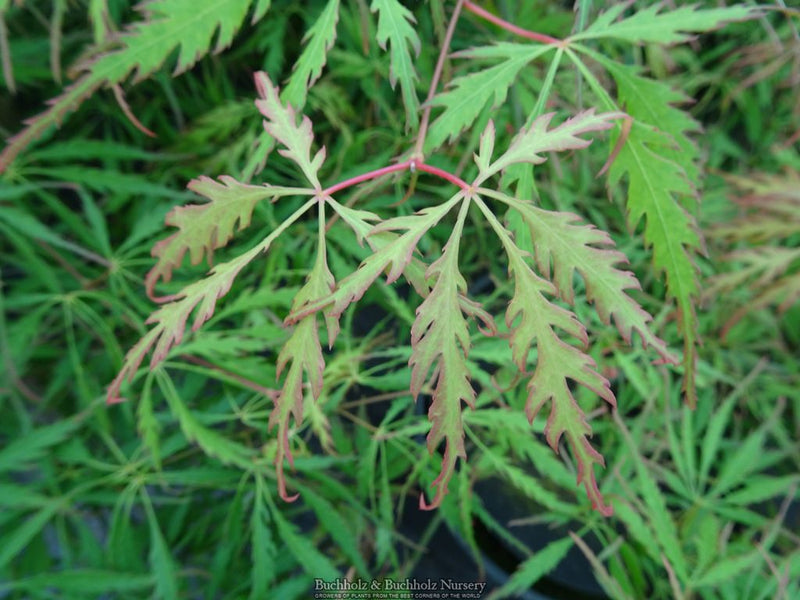Acer palmatum 'Spring Delight' Japanese Maple