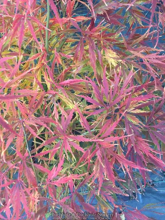 Acer palmatum 'Spring Delight' Japanese Maple