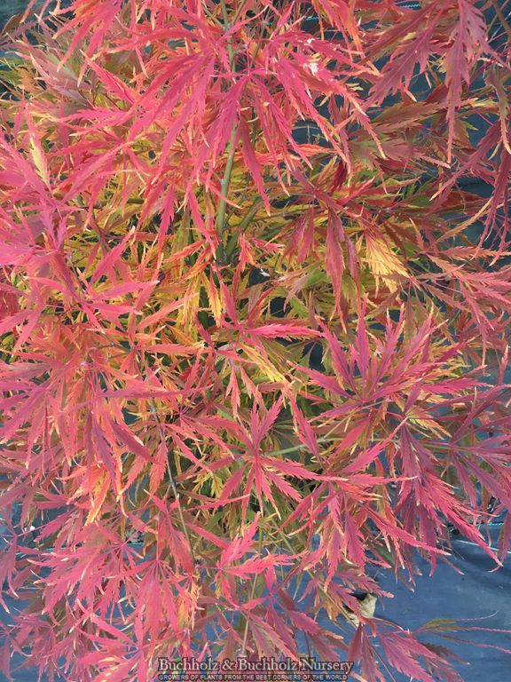 Acer palmatum 'Spring Delight' Japanese Maple