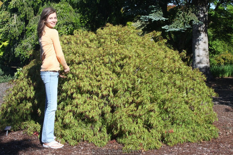 Acer palmatum 'Spring Delight' Japanese Maple