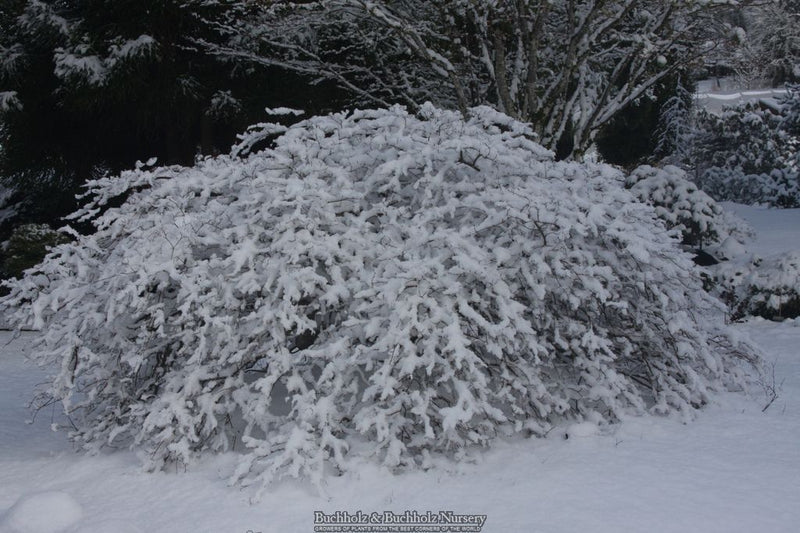 Acer palmatum 'Spring Delight' Japanese Maple