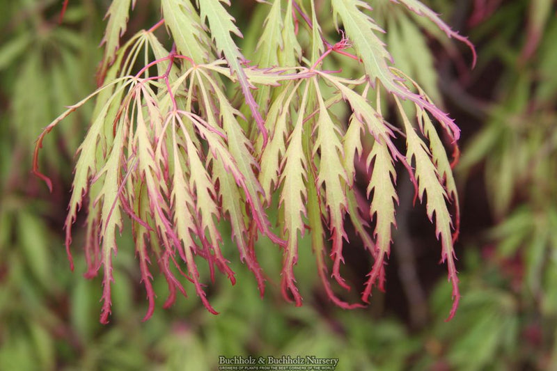 Acer palmatum 'Spring Delight' Japanese Maple