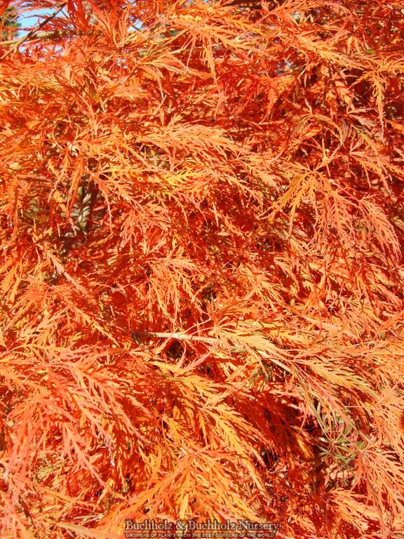 Acer palmatum 'Spring Delight' Japanese Maple