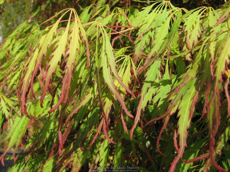 Acer palmatum 'Spring Delight' Japanese Maple