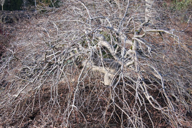 Acer palmatum 'Spring Delight' Japanese Maple